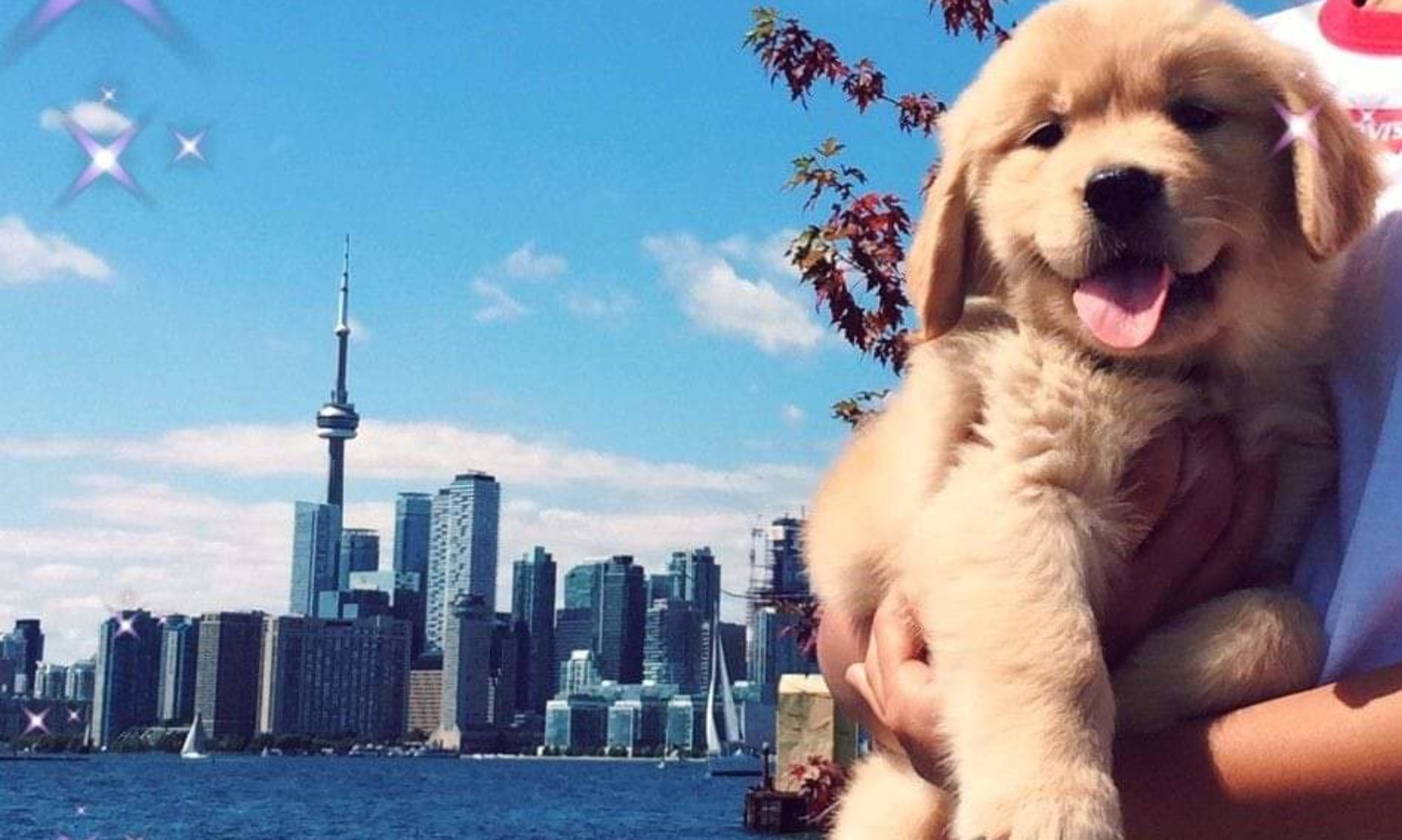 Golden Retriever Puppy Rescue Ontario / National Rescue